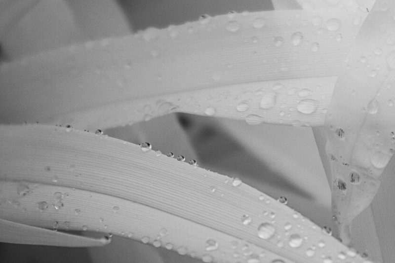 Raindrops on the Edge, Yucca Leaves, 720nm Infrared