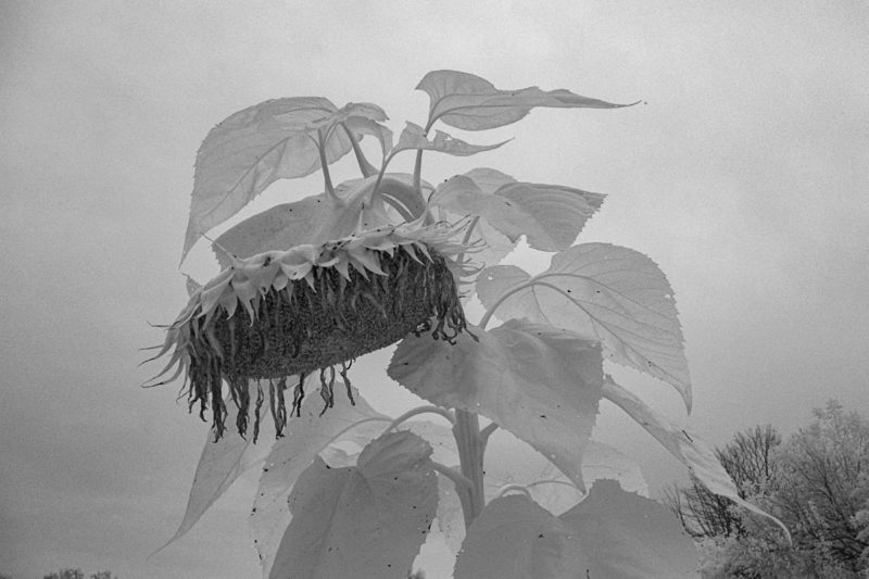 Sunflower against an Overcast Sky, Infrared 720nm