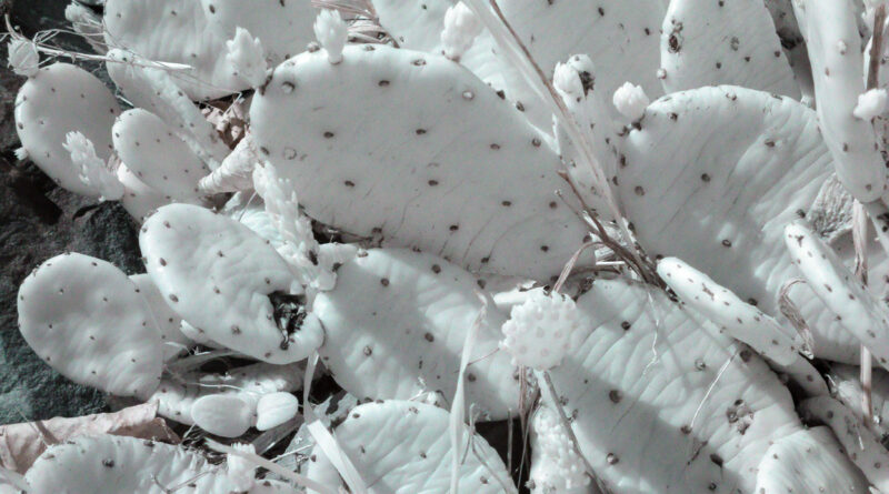 Cactus still shrivled from winter False Color Infrared