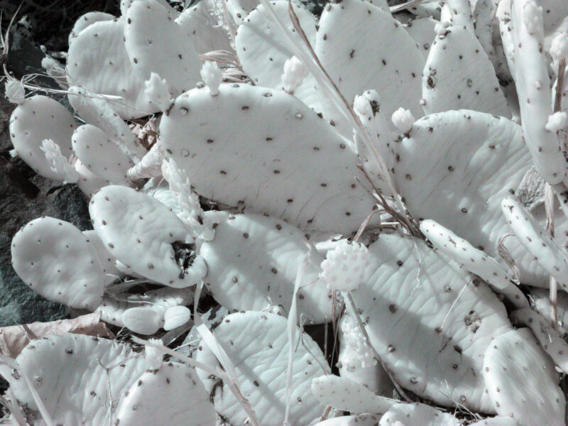 Cactus still shrivled from winter False Color Infrared