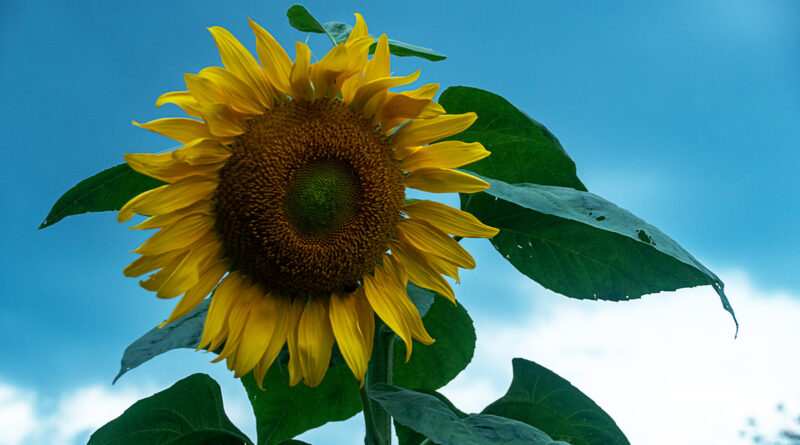 Giant Sunflower Facing the Sun