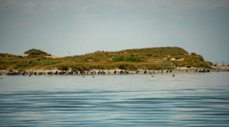 Pelican Island