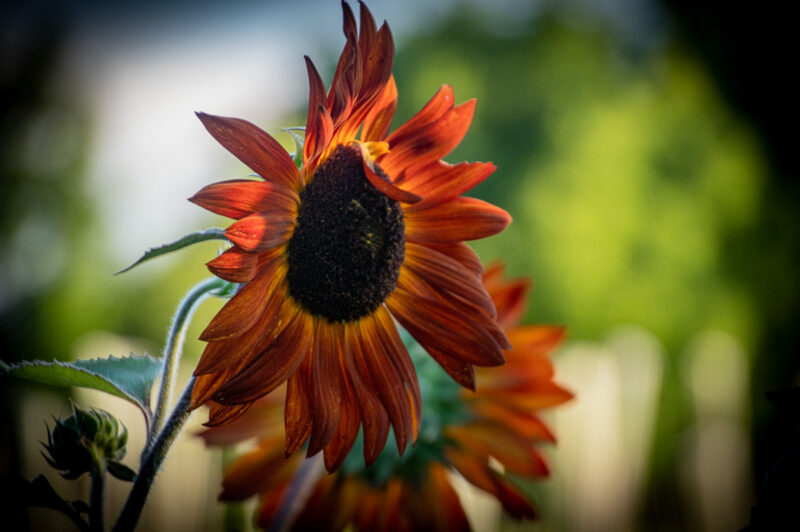 Red Sunflower