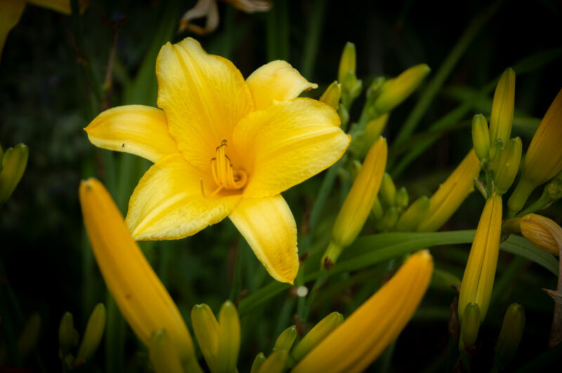 Yellow Lily