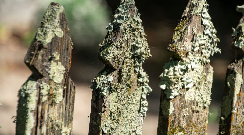 Lichen encrusted Picket Fence at private cemetery Ocracoke, NC