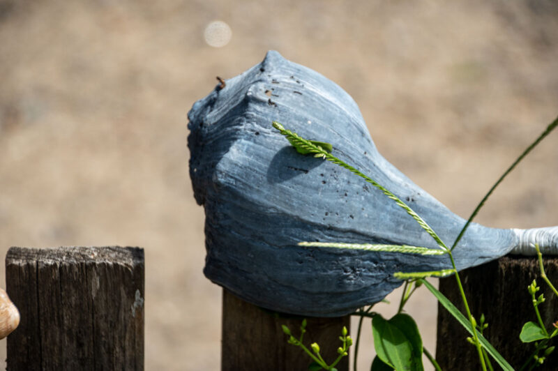 Sea Shell on Picket Fence