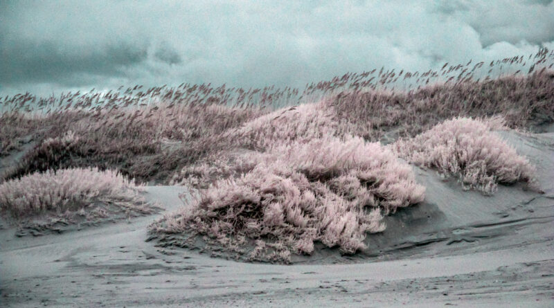 Beach Grasses and Greens-Infrared Photo with False Color