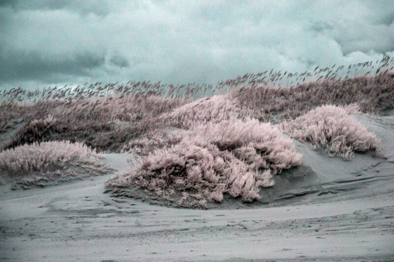 Beach Grasses and Greens-Infrared Photo with False Color