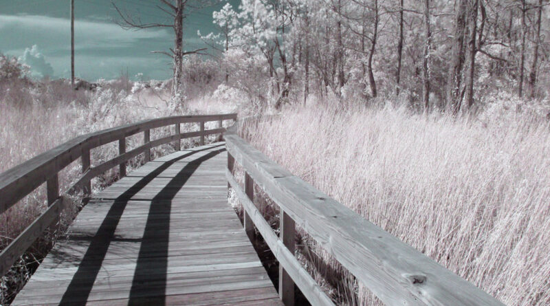 False Color Infrared of boardwalk at Ocracoke's Hammock Hills Nature Trail