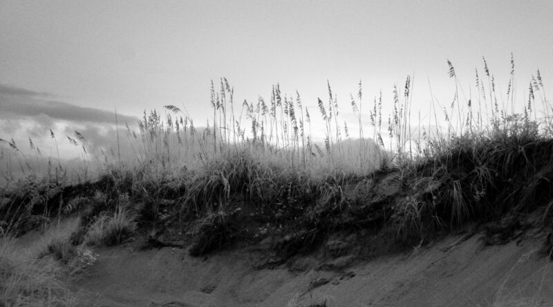 Grassy Contrasts, Infrared Photograph, Black and White