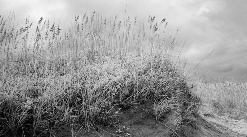 Shore Grassland, Infrared Photograph, Black and White