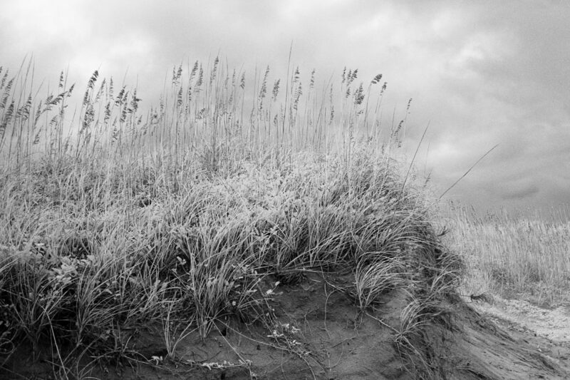 Shore Grassland, Infrared Photograph, Black and White