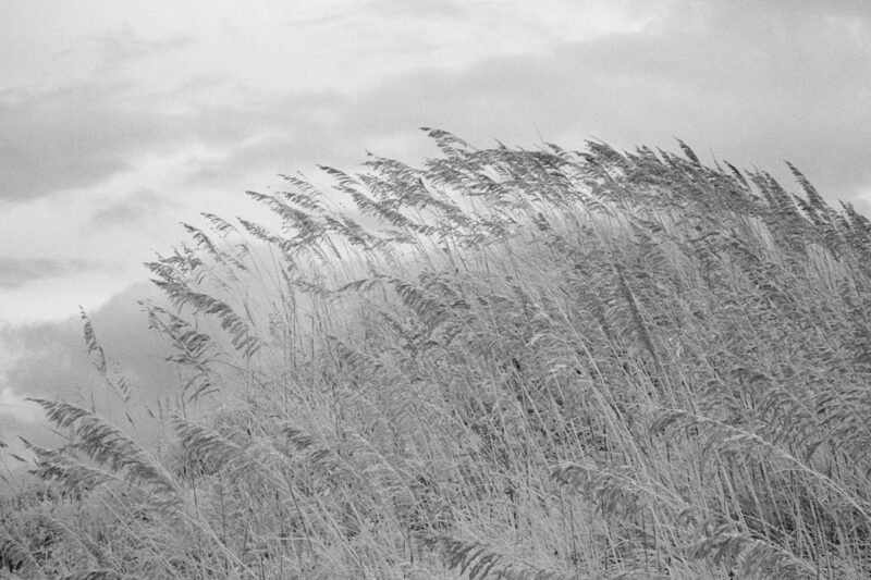 Windswept, Infrared Photograph, Black and White