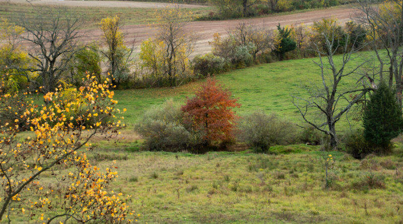 Colors in the next field