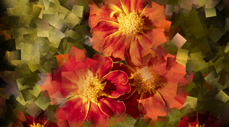 Three Sisters Dancing, composite photo of three Marigolds in my garden