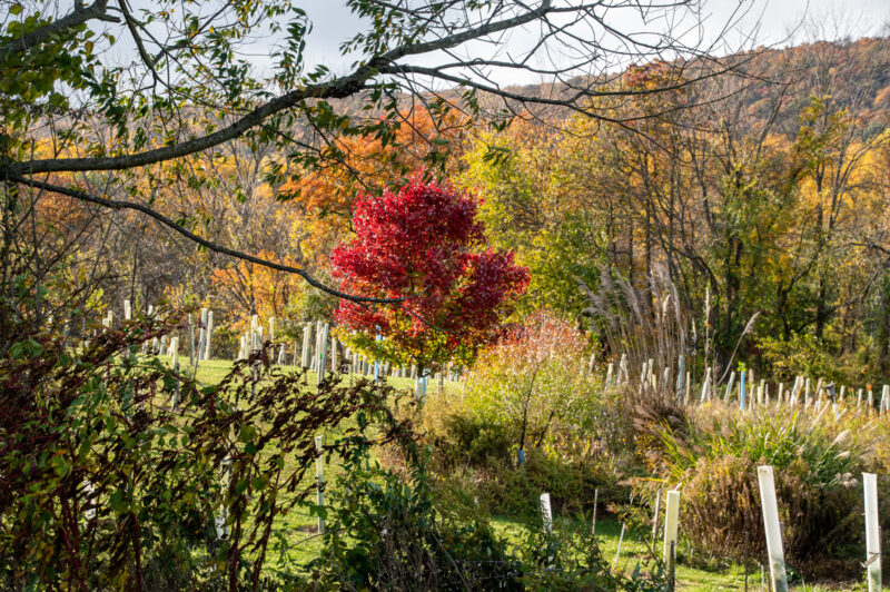 The Little Red Maple