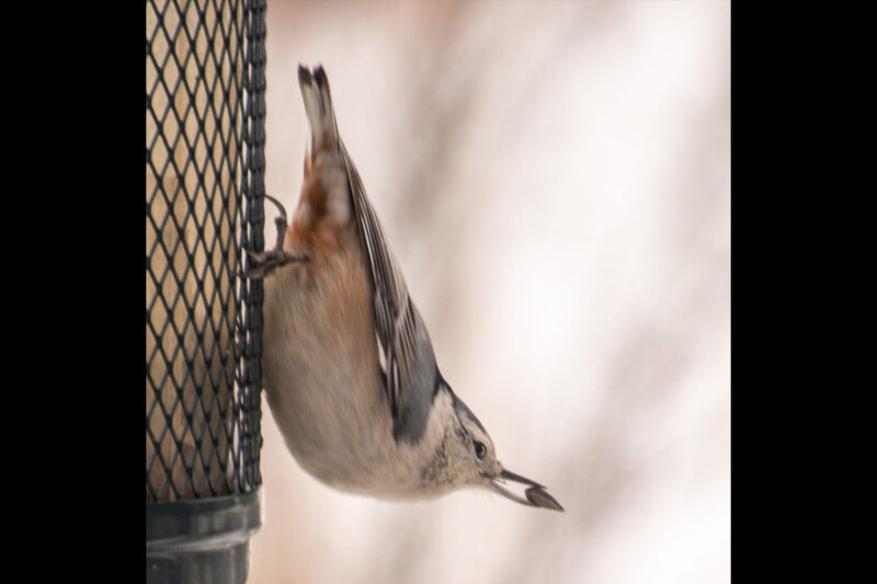 Nutty Nuthatch