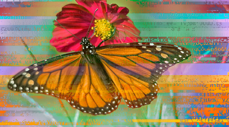 Cosmos Presenter, Monarch Butteryfly with glitching in the background