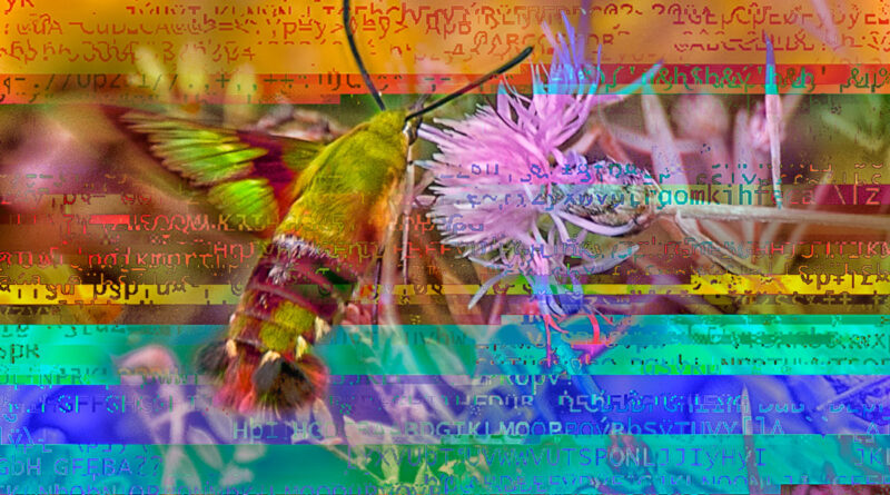 Humming Bird Moth with glitching int he background.