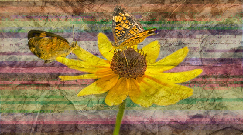 The Love Bugs, Butterflies on glitched background