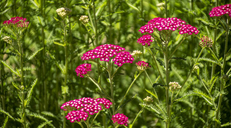 Red Yarrow Bunched