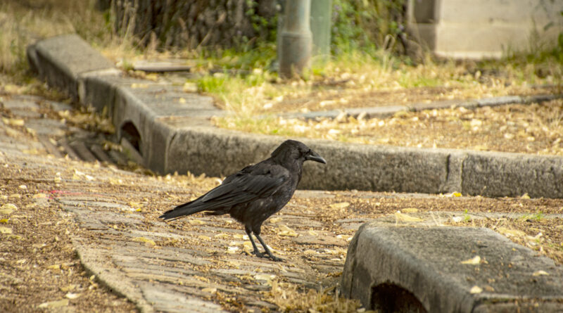 Cemetery Crow