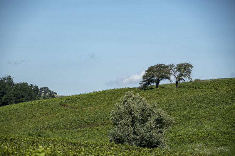 Beaujolais Countryside