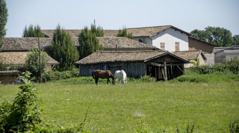 Pastured Horses