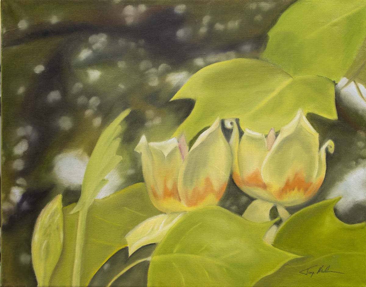 OPil Painting of Tulip Tree Blossoms