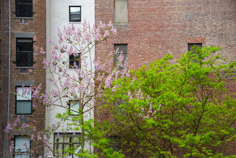 Blossoms on the High Line