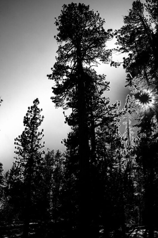 Black Sun at San Jacinto, Black and white solarized photograph atop Mt. San Jacinto near Palm springs of sun peeking through large pines.