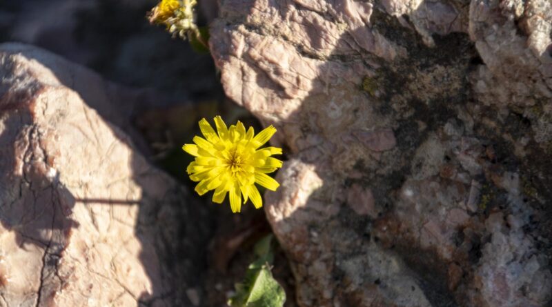 Dandelion Sprouting from Marble on Acropolis