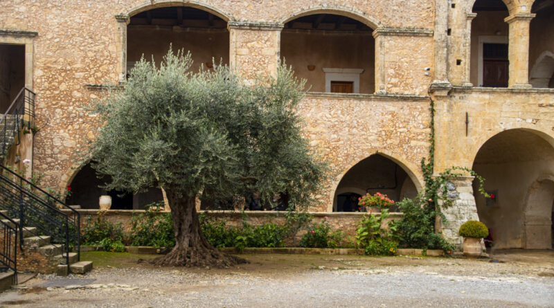 Courtyard Olive, Arkadi Monastery
