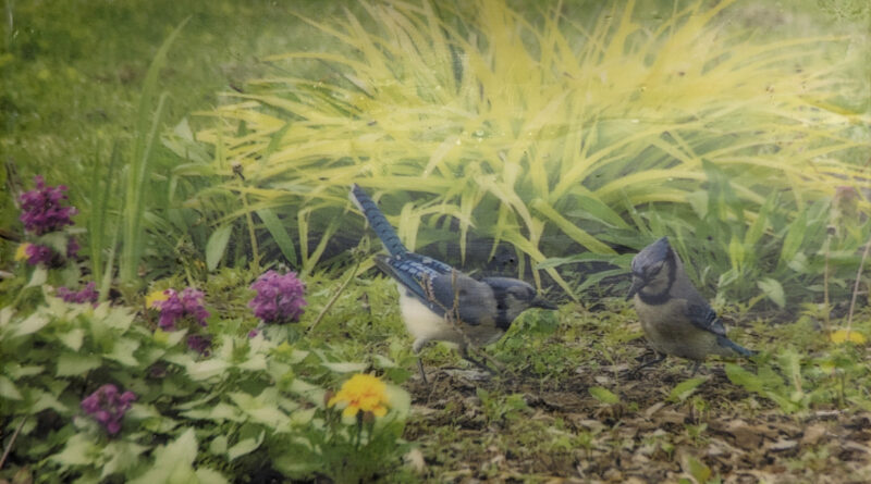 Blue Jays in the Garden Encaustic/wax-infused photograph