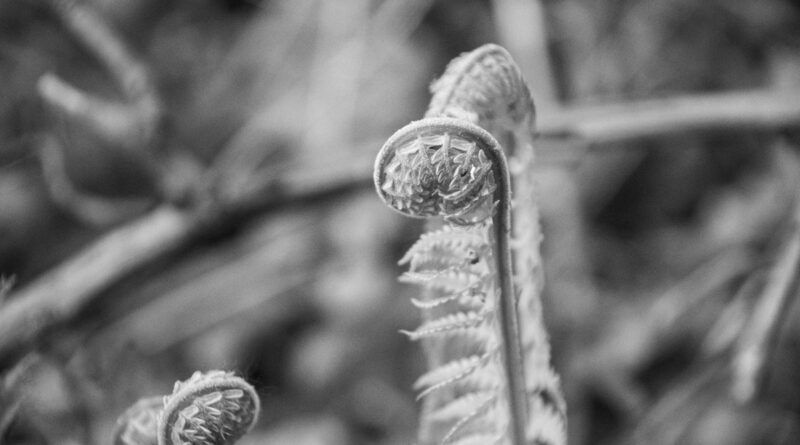 Spiraling to Life (Emergent Ferns) • Black and white