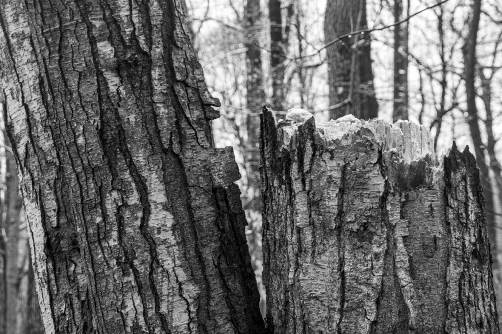 Broken Tree Trunk