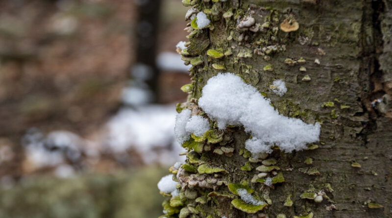 Mustachioed Tree. A wisp of snow give the impression of a while mustache