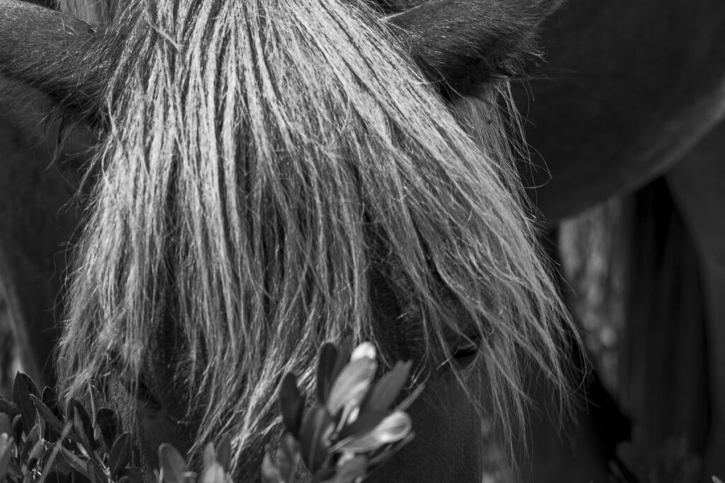 Wild Hair Day at Chincoteague