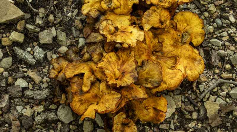 Fungi on Neversink Mountain