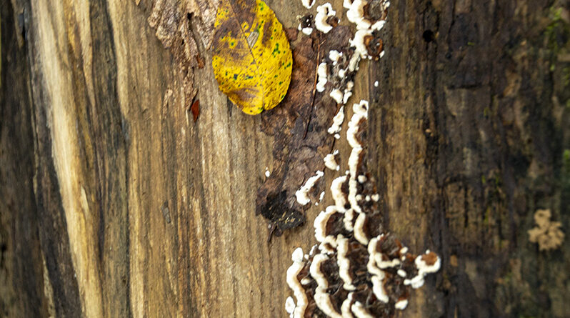 Fungi, Leaves, and Sticks
