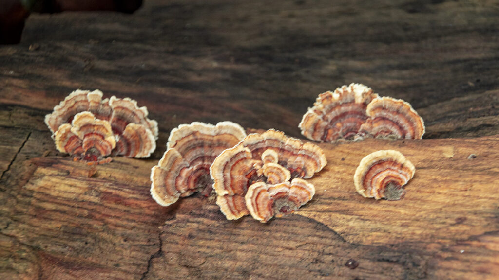 Fungi on a Log