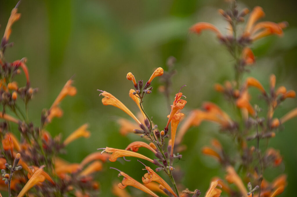 Hyssop