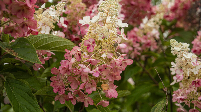 Pinky Winky Hydrangea: This variety of hydrangea is a sun lover. Most varieties do better in shaded spots.