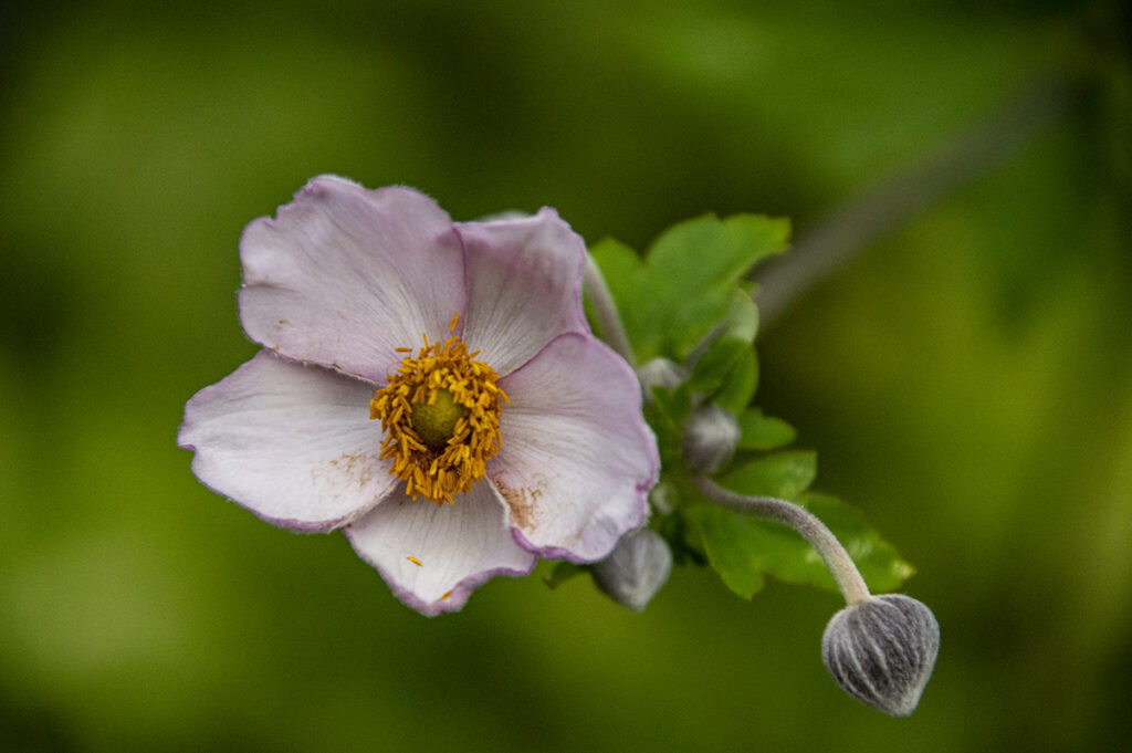 Thimbleweed