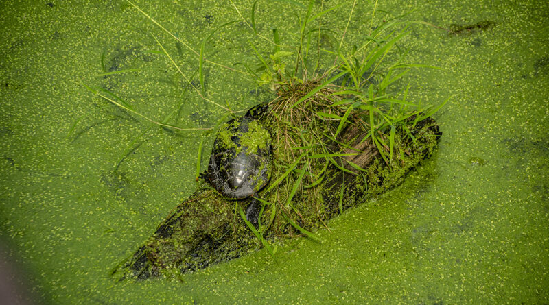 Turtle and Grass on a Log