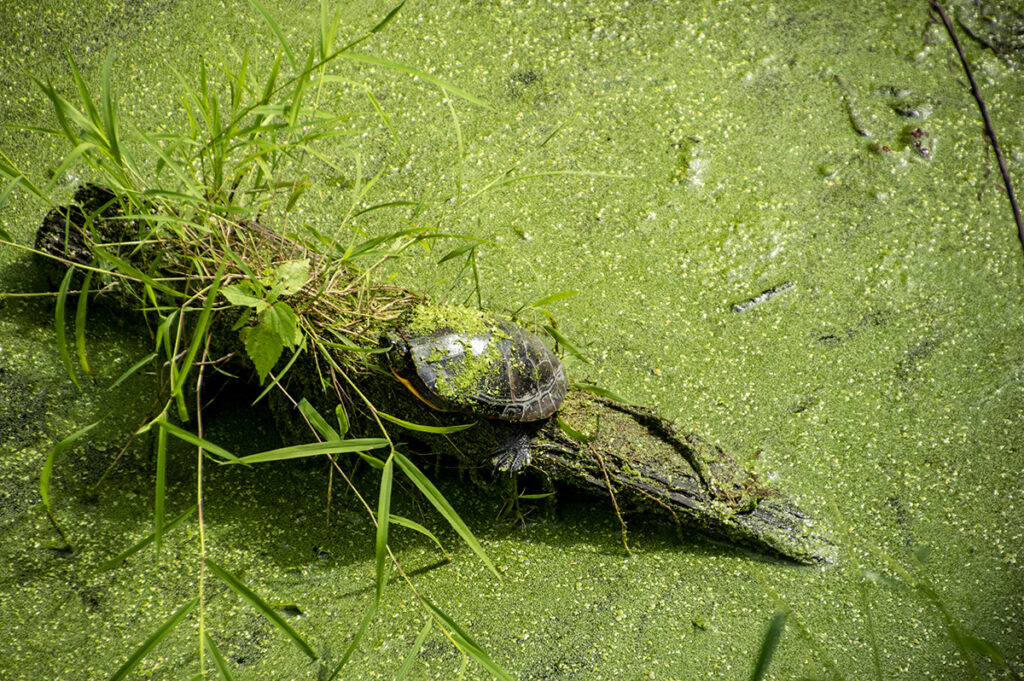 Turtle on a Log with Grass