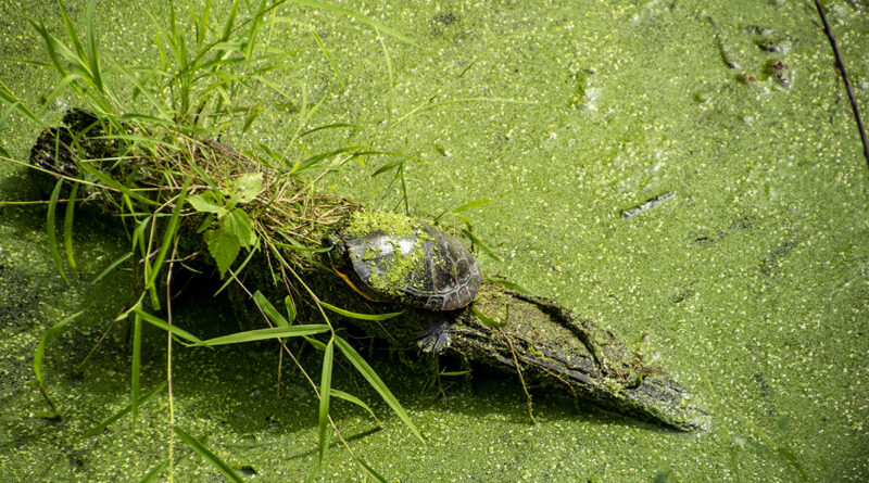 Turtle on a Log with Grass