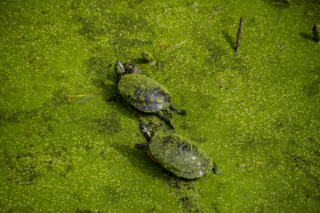 Two Turtles on a Log