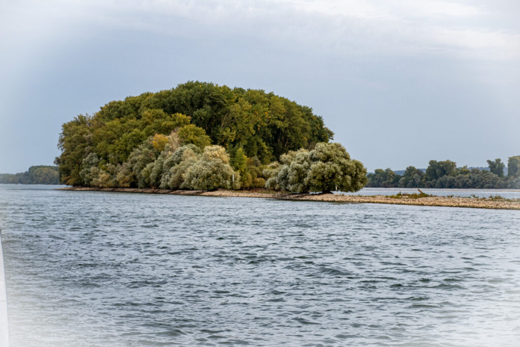 Sandbar trees