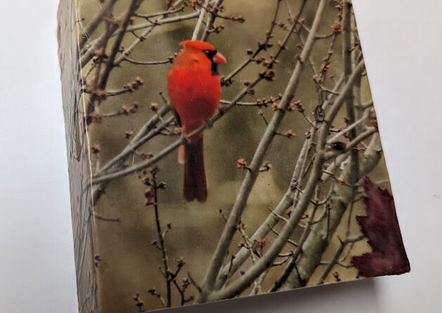 Big Red in a red maple-side. 5x5x1.5 collagewith biological. Cradle Board.